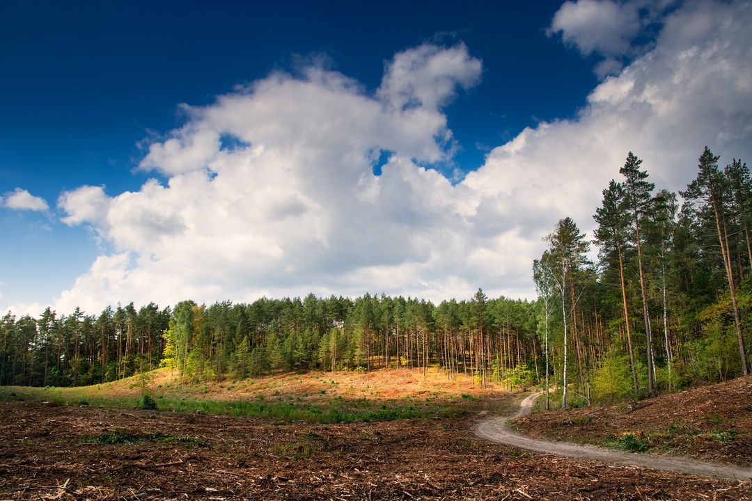 Vito Land Clearing - What We Do